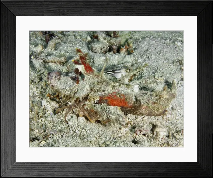 Framed Print : Red coloured Spiny Devilfish (Inimicus didactylus) on the seabed, dive site Pidada, Penyapangan, Bali, Indonesia, Asia Framed Print : Red coloured Spiny Devilfish (Inimicus didactylus) on the seabed, dive site Pidada, Penyapangan, Bali, Indonesia, Asia