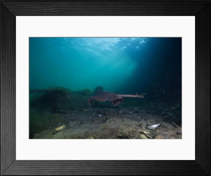 Framed Print : Marine Life of Port Philip bay, Australia Framed Print : Marine Life of Port Philip bay, Australia