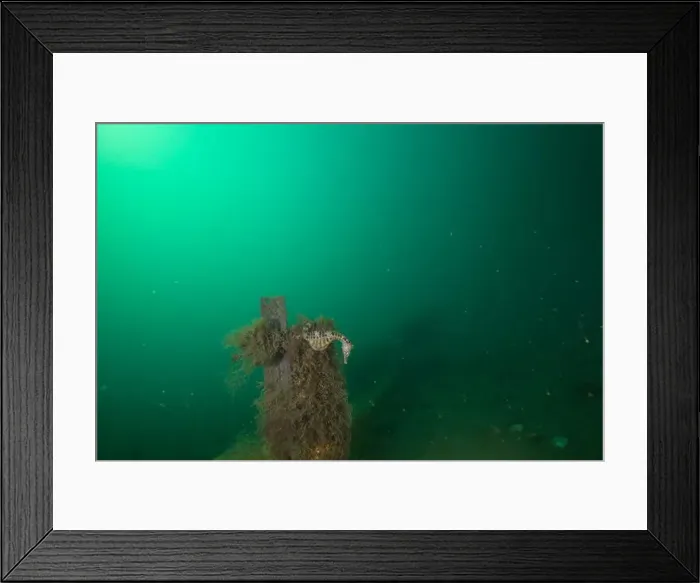 Framed Print : Marine Life of Port Philip bay, Australia Framed Print : Marine Life of Port Philip bay, Australia