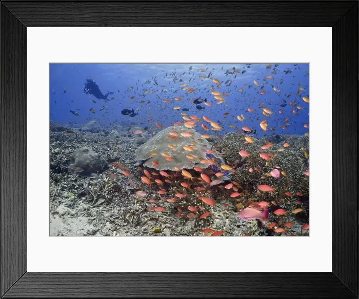 Framed Print : Lots of colourful fish, jewel flag perch (Pseudanthias squamipinnis) Framed Print : Lots of colourful fish, jewel flag perch (Pseudanthias squamipinnis)