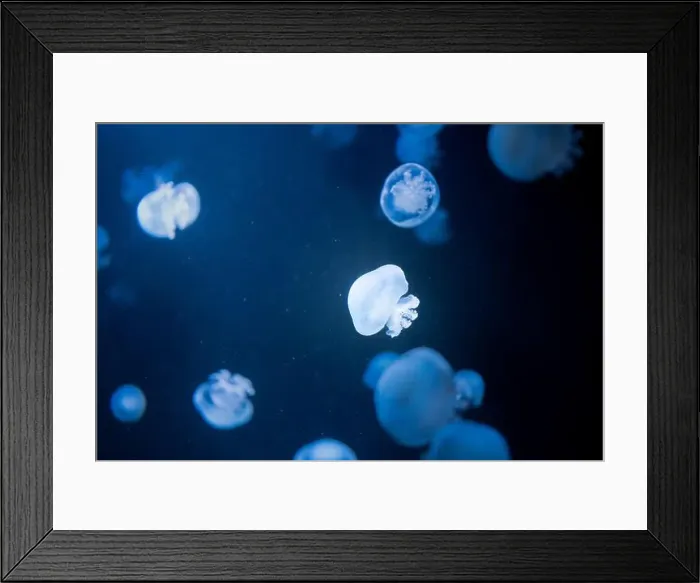 Framed Print : Glowing Small Jellyfish in Dark Water, Bioluminescent Ocean Life, Mysterious Underwater Scene, Nature Beauty in Germany Framed Print : Glowing Small Jellyfish in Dark Water, Bioluminescent Ocean Life, Mysterious Underwater Scene, Nature Beauty in Germany