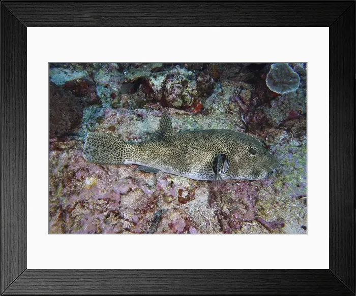 Framed Print : A giant pufferfish (Arothron stellatus) lies well camouflaged on a coral reef bottom Framed Print : A giant pufferfish (Arothron stellatus) lies well camouflaged on a coral reef bottom