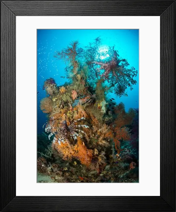 Framed Print : Lionfish (Pterois volitans) in front of cluster of colourful soft corals and sea fans, Cenderawasih Bay, Indonesia Framed Print : Lionfish (Pterois volitans) in front of cluster of colourful soft corals and sea fans, Cenderawasih Bay, Indonesia
