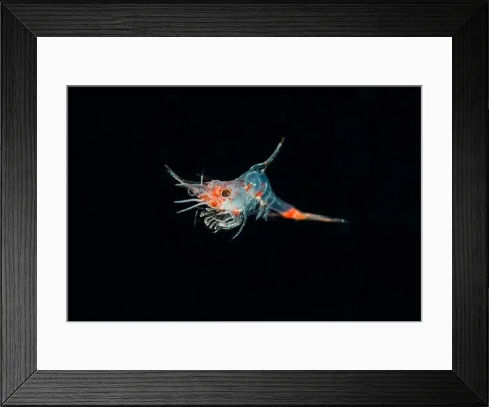 Framed Print : Single krill specimen (Euphausiacea) in black water, Raja Ampat, West Papua, Indonesia Framed Print : Single krill specimen (Euphausiacea) in black water, Raja Ampat, West Papua, Indonesia