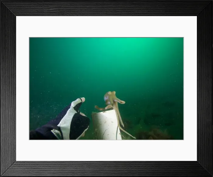 Framed Print : Marine Life of Port Philip bay, Australia Framed Print : Marine Life of Port Philip bay, Australia