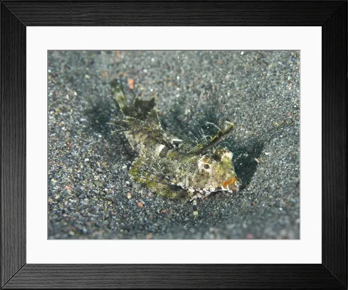 Framed Print : A finger lyrefish, giant lyrefish (Dactylopus dactylopus) with camouflage Framed Print : A finger lyrefish, giant lyrefish (Dactylopus dactylopus) with camouflage