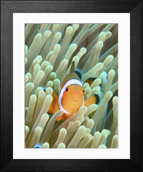 Framed Print : An Ocellaris Clownfish (Amphiprion ocellaris) Framed Print : An Ocellaris Clownfish (Amphiprion ocellaris)