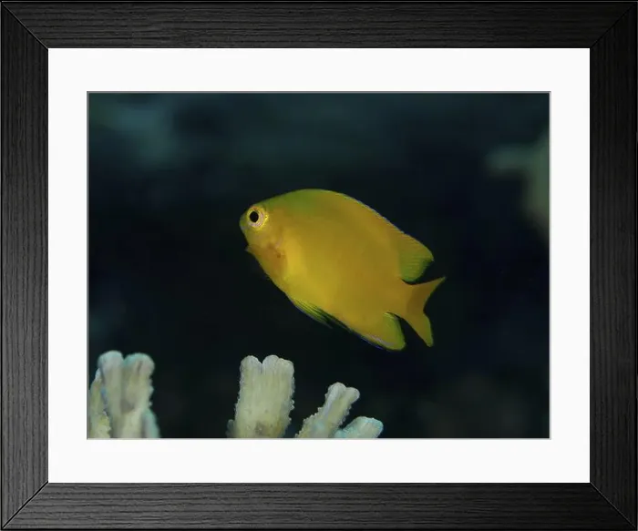 Framed Print : Bright yellow fish, lemon demoiselle (Pomacentrus moluccensis) Framed Print : Bright yellow fish, lemon demoiselle (Pomacentrus moluccensis)