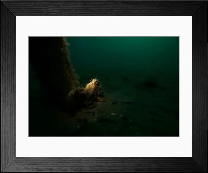 Framed Print : Marine Life of Port Philip bay, Australia Framed Print : Marine Life of Port Philip bay, Australia
