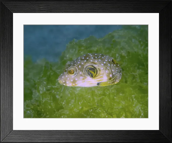 Framed Print : White-spotted pufferfish (Arothron hispidus) juvenile with spots swimming near green vegetation Framed Print : White-spotted pufferfish (Arothron hispidus) juvenile with spots swimming near green vegetation