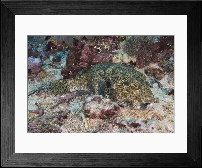 Framed Print : A camouflaged giant pufferfish (Arothron stellatus) lies on a colourful seabed Framed Print : A camouflaged giant pufferfish (Arothron stellatus) lies on a colourful seabed