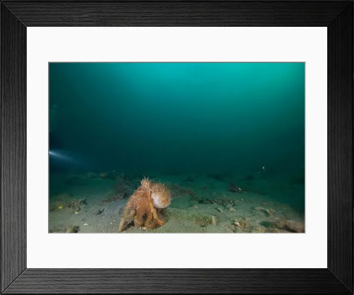 Framed Print : Marine Life of Port Philip bay, Australia Framed Print : Marine Life of Port Philip bay, Australia