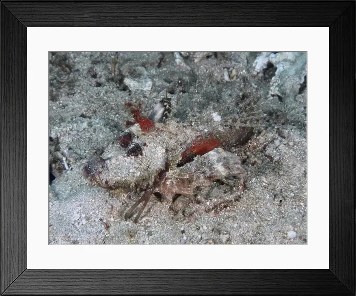 Framed Print : Red coloured fish, Spiny Devilfish (Inimicus didactylus) Framed Print : Red coloured fish, Spiny Devilfish (Inimicus didactylus)