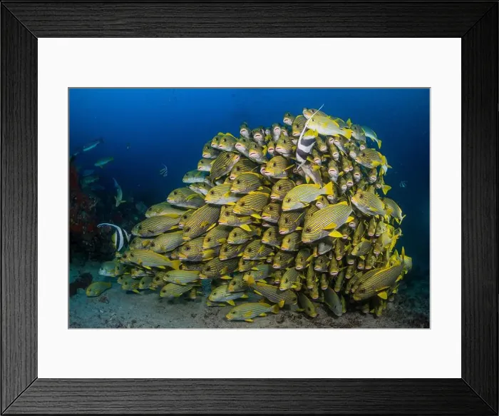 Framed Print : Large and compact school of oriental sweetlips with bannerfish, Raja Ampat, Indonesia Framed Print : Large and compact school of oriental sweetlips with bannerfish, Raja Ampat, Indonesia