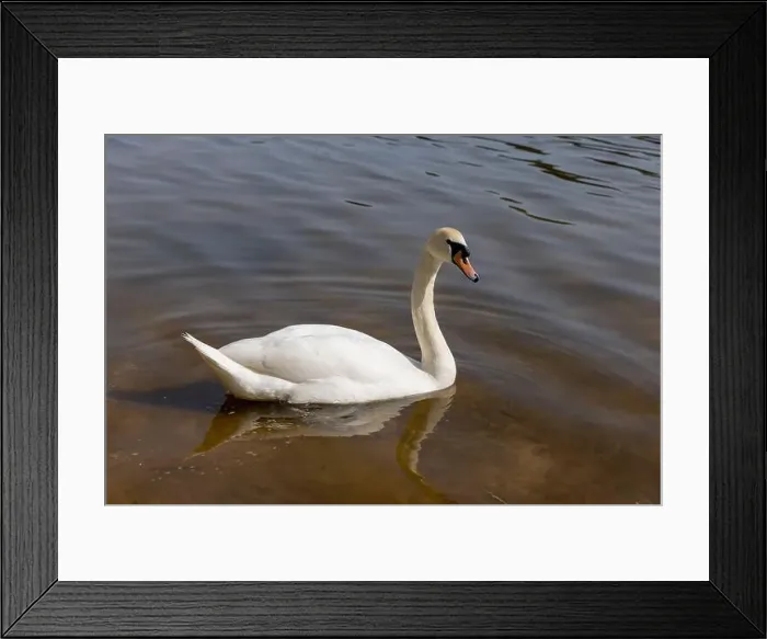 Framed Print : a pair of swans feed in the lake in the spring, a pair of white swans look for food underwater in the lake Framed Print : a pair of swans feed in the lake in the spring, a pair of white swans look for food underwater in the lake