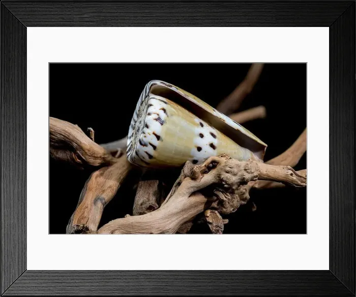 Framed Print : Conus Mustelinus Shell on Driftwood Framed Print : Conus Mustelinus Shell on Driftwood