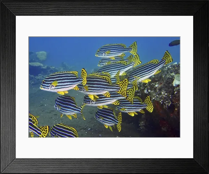 Framed Print : Group of striped fish with yellow fins Framed Print : Group of striped fish with yellow fins