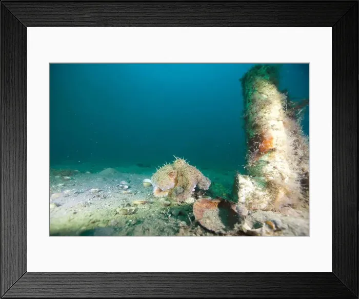 Framed Print : Marine Life of Port Philip bay, Australia Framed Print : Marine Life of Port Philip bay, Australia