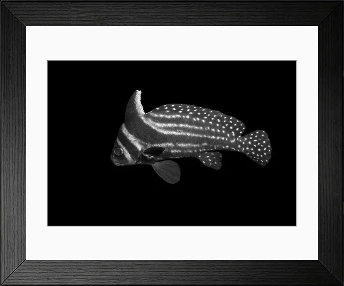 Framed Print : Black and white fish with intricate striped Framed Print : Black and white fish with intricate striped