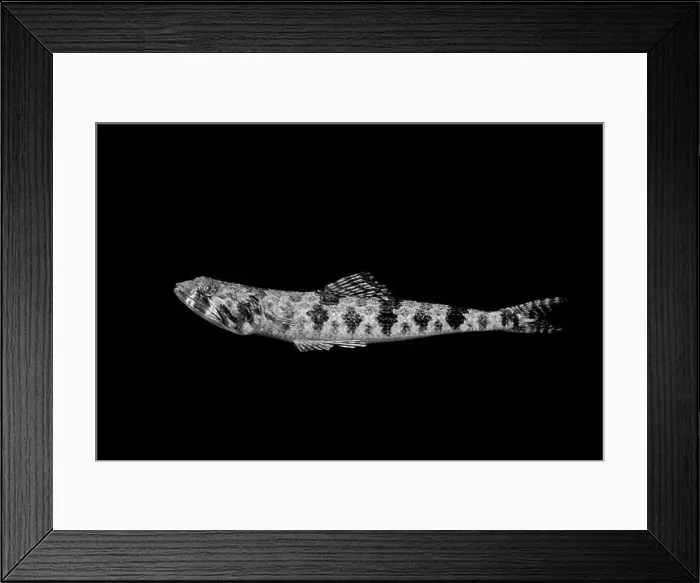 Framed Print : A striking black and white image captures a fish with intricate patterns Framed Print : A striking black and white image captures a fish with intricate patterns