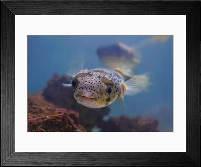 Framed Print : The Japanese porcupine fish, also known as Harisenbon Framed Print : The Japanese porcupine fish, also known as Harisenbon