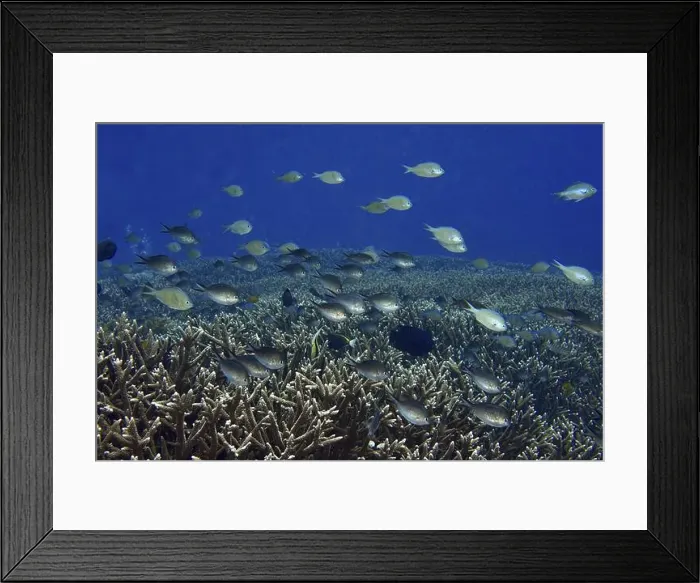 Framed Print : School of Ternate Swallowtails (Chromis ternatensis) over coral reef in deep blue water Framed Print : School of Ternate Swallowtails (Chromis ternatensis) over coral reef in deep blue water