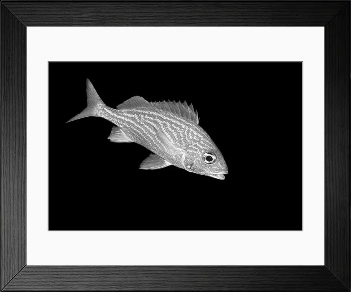 Framed Print : A detailed monochrome image of a fish Framed Print : A detailed monochrome image of a fish