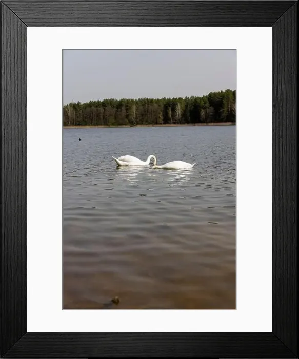 Framed Print : swans feed in the river, a pair of white swans look for food underwater Framed Print : swans feed in the river, a pair of white swans look for food underwater