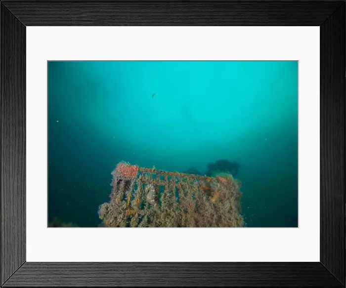 Framed Print : Marine Life of Port Philip bay, Australia Framed Print : Marine Life of Port Philip bay, Australia
