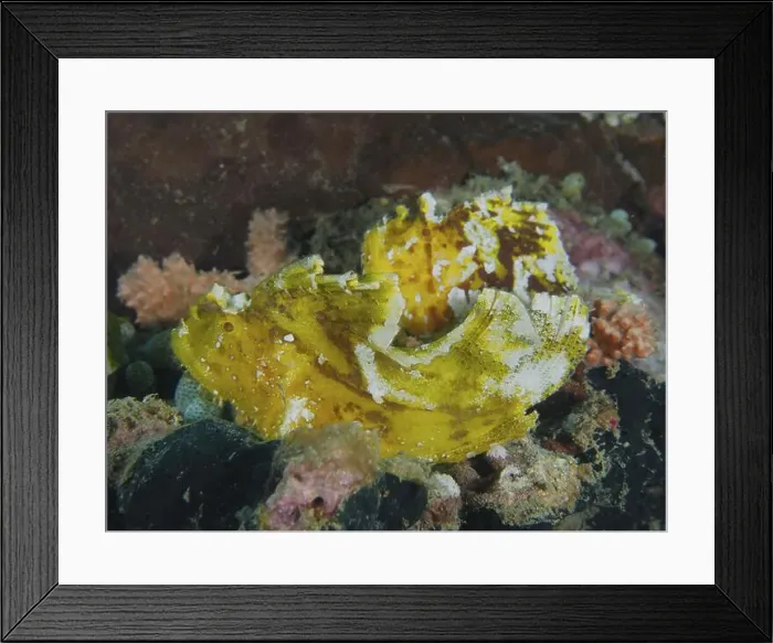 Framed Print : Yellow rocking fish (Taenianotus triacanthus) sits camouflaged in the colourful coral reef Framed Print : Yellow rocking fish (Taenianotus triacanthus) sits camouflaged in the colourful coral reef
