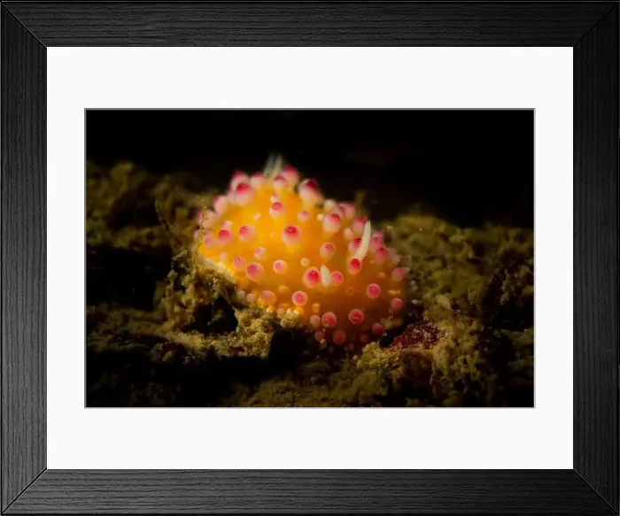 Framed Print : Cadlinella ornatissima nudibranch, Pulau Hantu, Singapore Framed Print : Cadlinella ornatissima nudibranch, Pulau Hantu, Singapore
