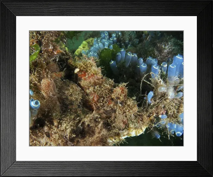 Framed Print : Diverse underwater landscape with camouflaged fish Framed Print : Diverse underwater landscape with camouflaged fish