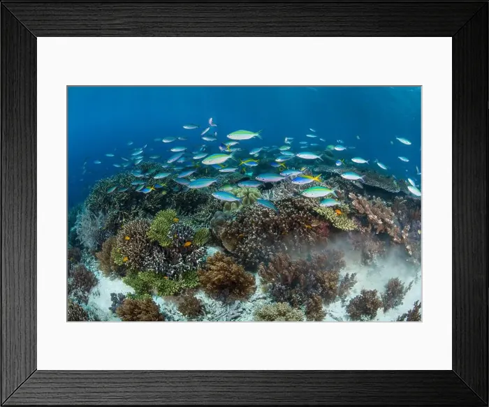 Framed Print : School of fusilier fish swimming over a reef in Cenderawasih Bay, Indonesia Framed Print : School of fusilier fish swimming over a reef in Cenderawasih Bay, Indonesia
