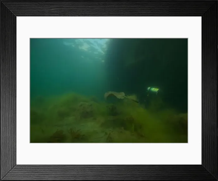 Framed Print : Marine Life of Port Philip bay, Australia Framed Print : Marine Life of Port Philip bay, Australia