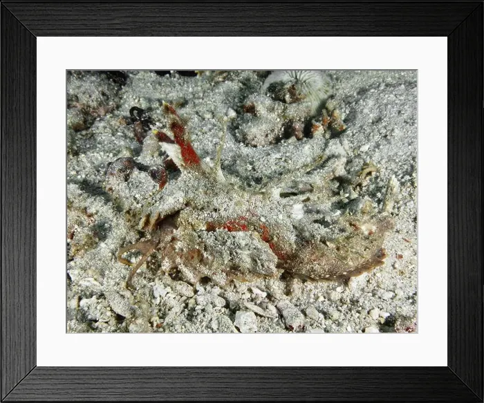 Framed Print : A spiny devil fish (Inimicus didactylus) lies camouflaged between coral fragments and sand on the seabed Framed Print : A spiny devil fish (Inimicus didactylus) lies camouflaged between coral fragments and sand on the seabed