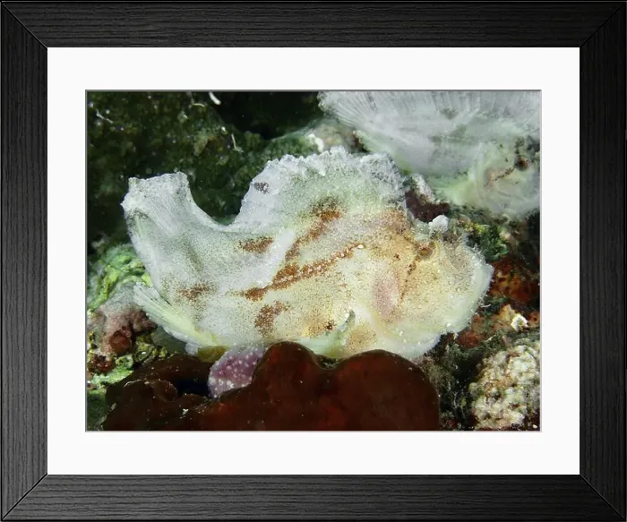 Framed Print : White rocking fish (Taenianotus triacanthus) sitting on the seabed Framed Print : White rocking fish (Taenianotus triacanthus) sitting on the seabed