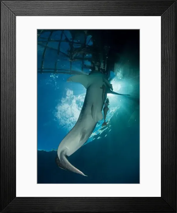 Framed Print : A whale shark (Rhincodon typus) near the surface under a bagan, Cenderawasih Bay, Indonesia Framed Print : A whale shark (Rhincodon typus) near the surface under a bagan, Cenderawasih Bay, Indonesia