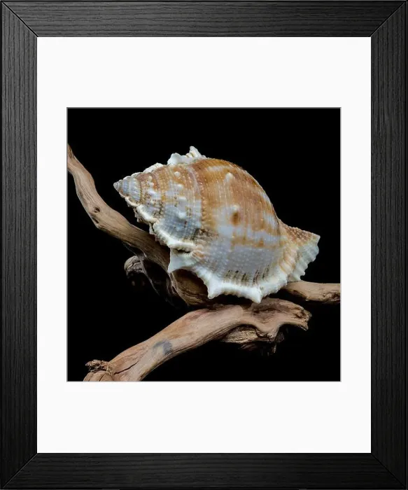 Framed Print : Bursa spinosa shell on driftwood black background Framed Print : Bursa spinosa shell on driftwood black background