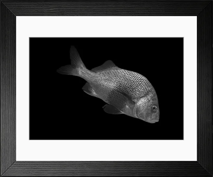 Framed Print : A detailed black and white image of a fish on a dark background Framed Print : A detailed black and white image of a fish on a dark background
