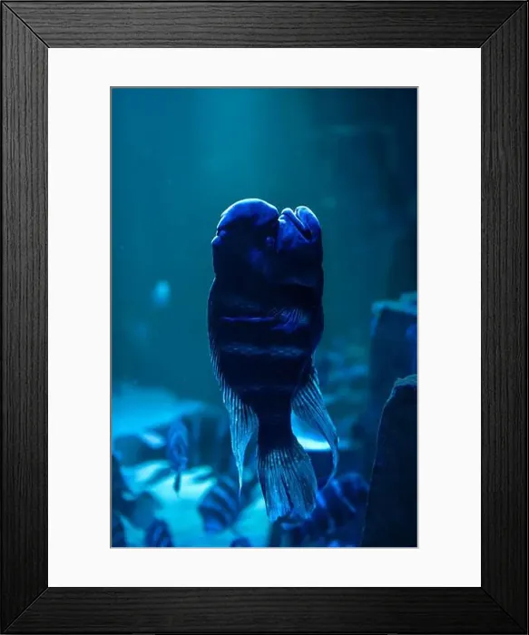 Framed Print : Fish Floating Up in Clear Blue Ocean Water, Serene Underwater Scene, Marine Life, Tranquil Aquatic Beauty Framed Print : Fish Floating Up in Clear Blue Ocean Water, Serene Underwater Scene, Marine Life, Tranquil Aquatic Beauty