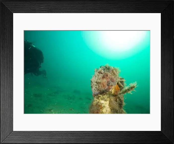 Framed Print : Marine Life of Port Philip bay, Australia Framed Print : Marine Life of Port Philip bay, Australia