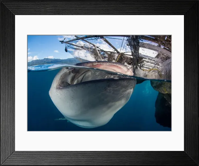 Framed Print : Over-under image of a whale shark (Rhincodon typus) under a bagan, Cenderawasih Bay, Indonesia Framed Print : Over-under image of a whale shark (Rhincodon typus) under a bagan, Cenderawasih Bay, Indonesia