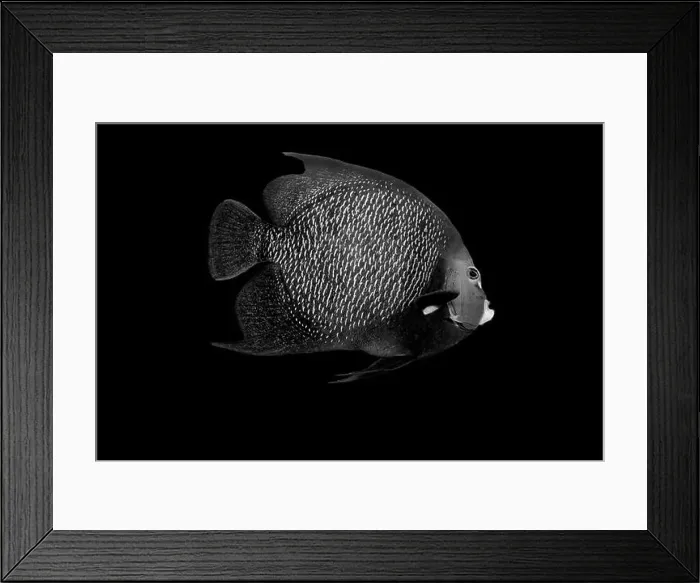 Framed Print : Striking black and white portrait of a fish set against a dark background Highlighting intricate details Framed Print : Striking black and white portrait of a fish set against a dark background Highlighting intricate details