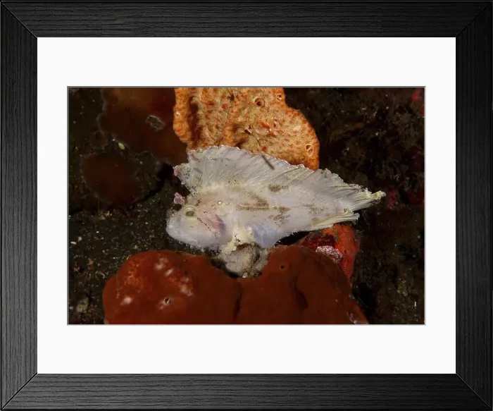 Framed Print : A rocking fish (Taenianotus triacanthus) lying on a sea sponge, dive site USAT Liberty, Tulamben, Bali, Indonesia, Asia Framed Print : A rocking fish (Taenianotus triacanthus) lying on a sea sponge, dive site USAT Liberty, Tulamben, Bali, Indonesia, Asia