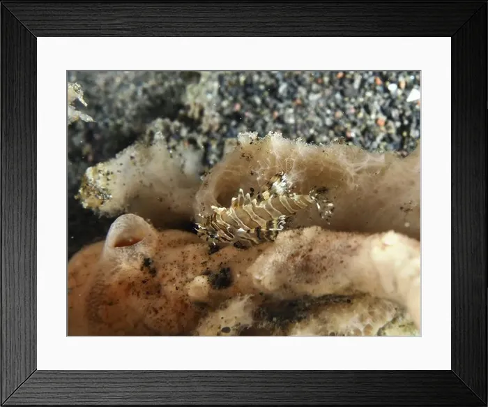 Framed Print : Small fish with camouflage pattern Framed Print : Small fish with camouflage pattern