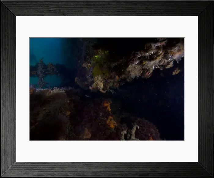 Framed Print : Marine Life of Port Philip bay, Australia Framed Print : Marine Life of Port Philip bay, Australia