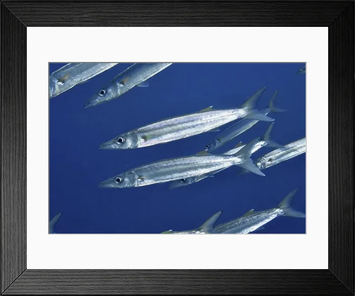 Framed Print : A school of silver bigeye barracudas (Sphyraena forsteri) swimming in blue water Framed Print : A school of silver bigeye barracudas (Sphyraena forsteri) swimming in blue water