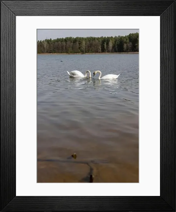 Framed Print : swans feed in the lake, a pair of white swans look for food underwater in the lake Framed Print : swans feed in the lake, a pair of white swans look for food underwater in the lake