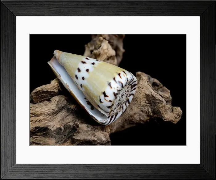 Framed Print : Conus Mustelinus Shell on Driftwood Framed Print : Conus Mustelinus Shell on Driftwood