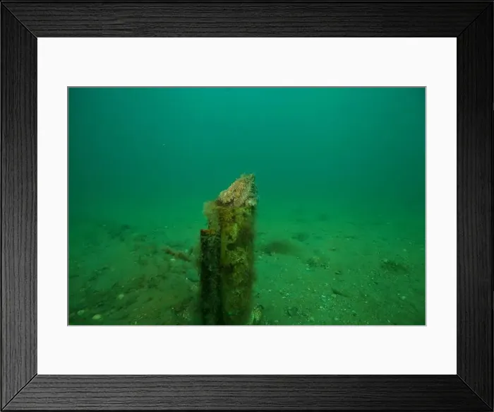 Framed Print : Marine Life of Port Philip bay, Australia Framed Print : Marine Life of Port Philip bay, Australia